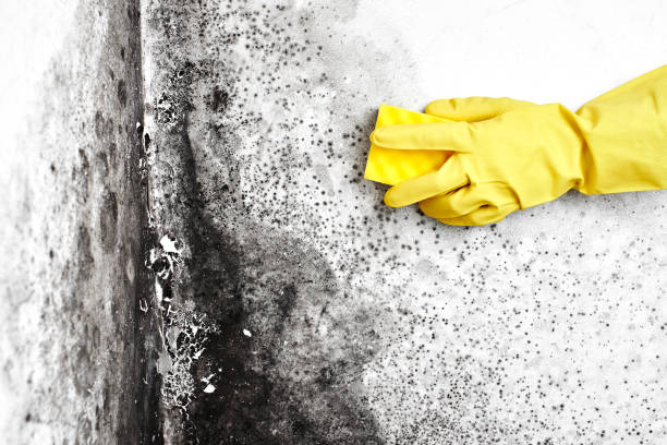 Best Crawl Space Mold Removal  in Weweantic, MA