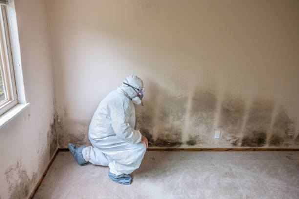 Best Mold Removal Company Near Me  in Weweantic, MA