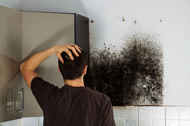 Best Black Mold Removal  in Weweantic, MA