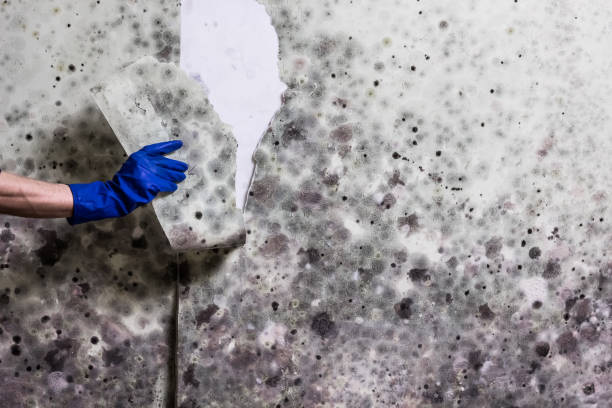 Trusted Weweantic, MA Mold Removal Experts