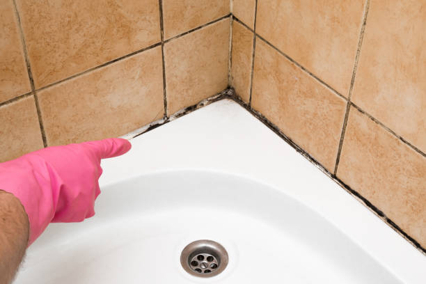 Best Mold Remediation Experts  in Weweantic, MA